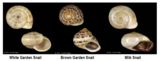 garden snails comparison